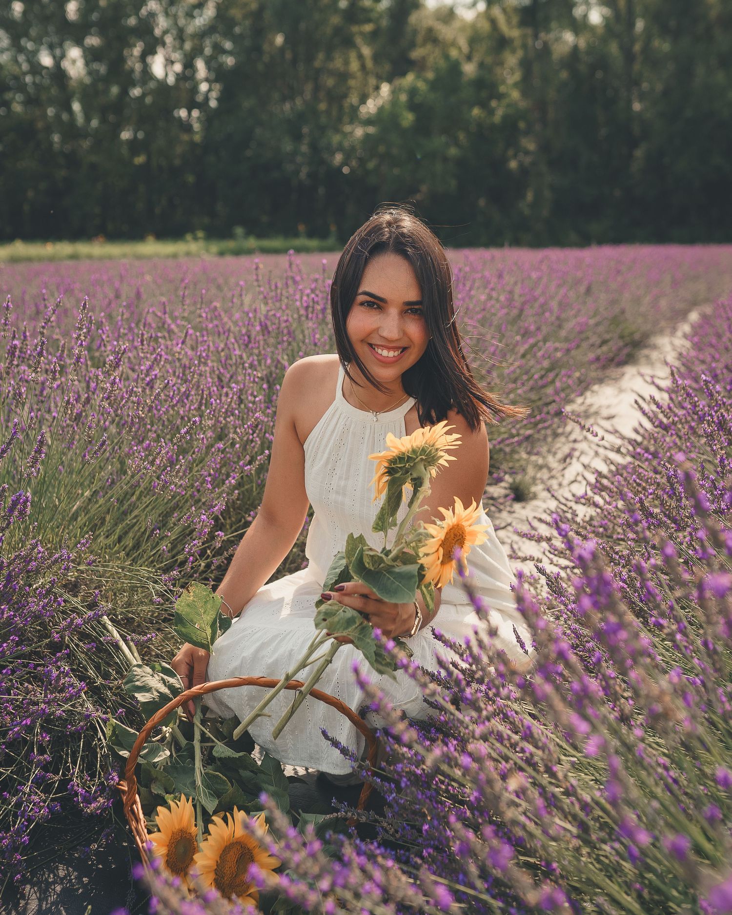 Lavander field pictures