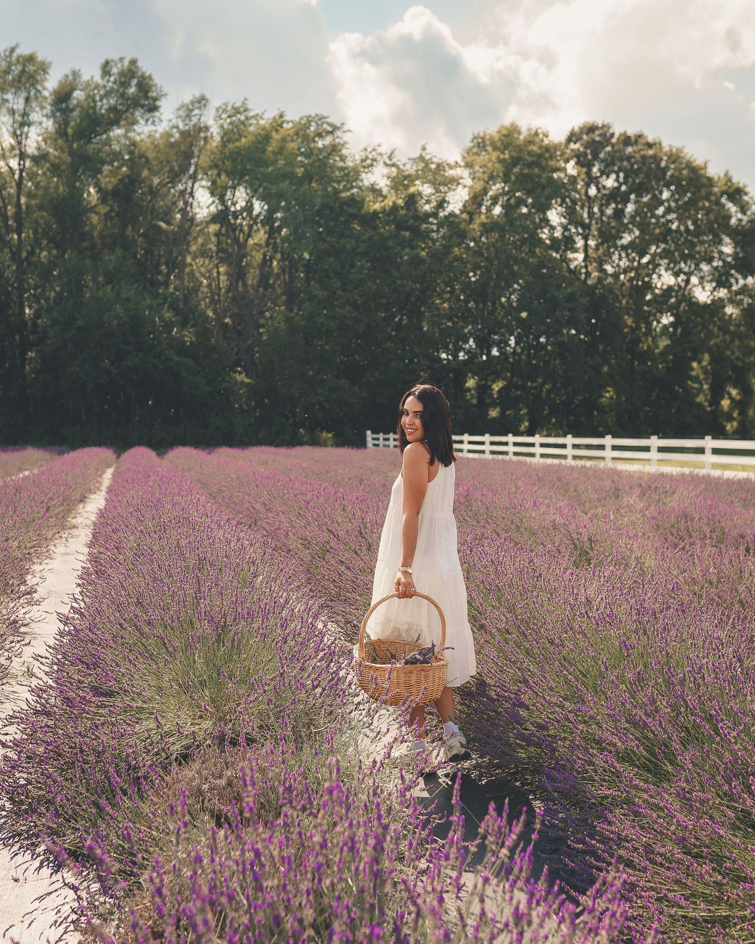 Lavander field pictures