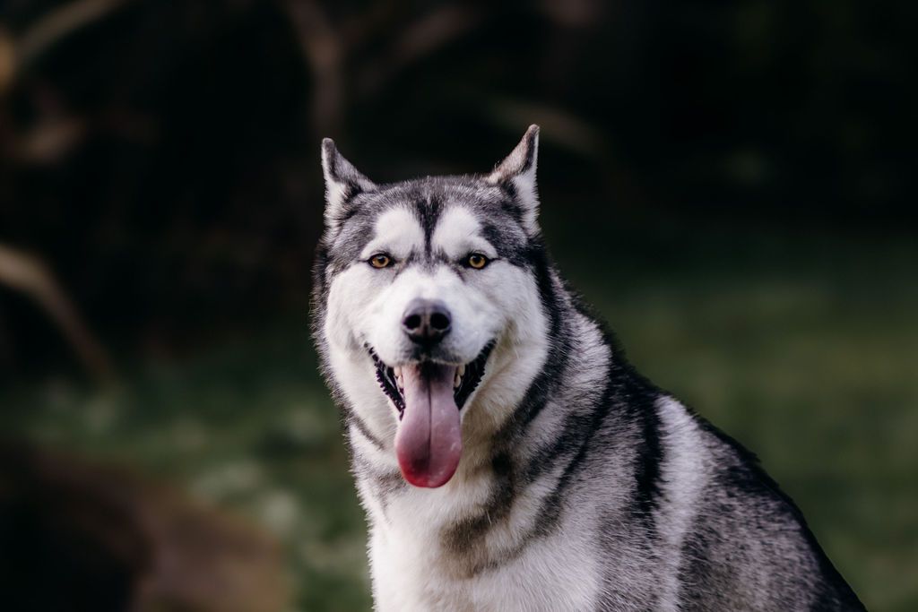 Close-up image of beautiful Husky dog taken by Taranaki photographer