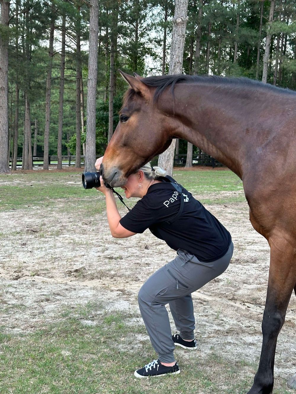 A brown horse playfully nudges and pushes a photographer wearing a black shirt while they try to take pictures in a wooded clearing.