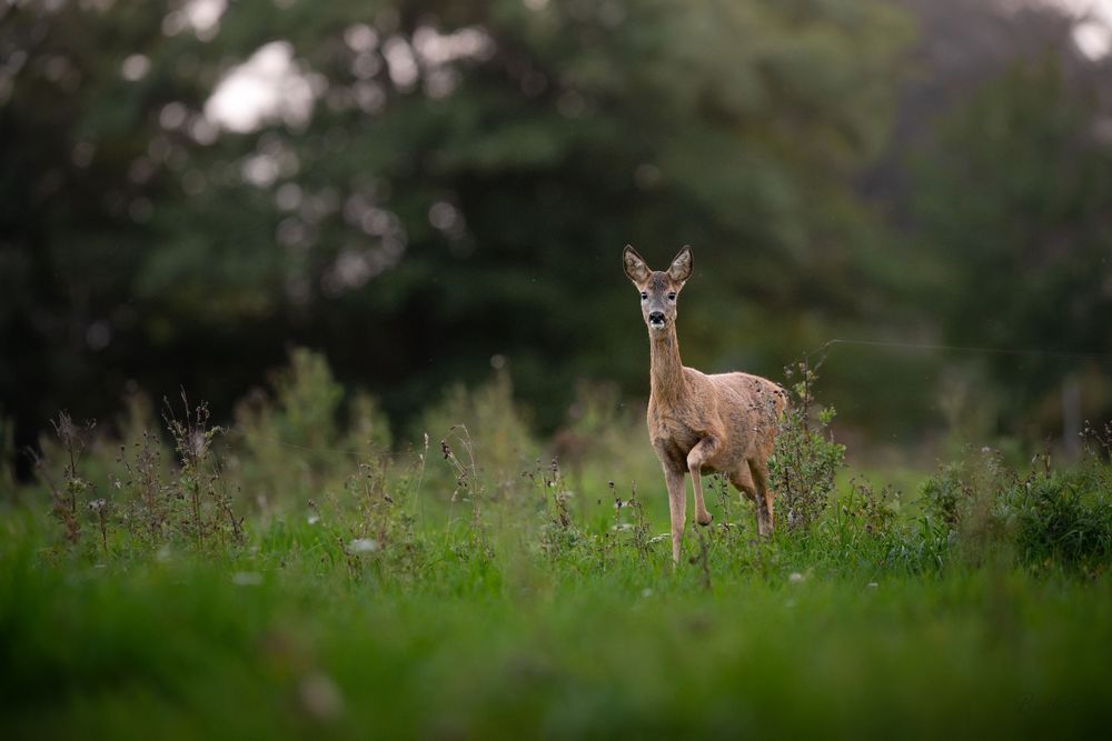 A lone roe deer stands alert in a lush green meadow surrounded by dense forest trees in soft natural light.