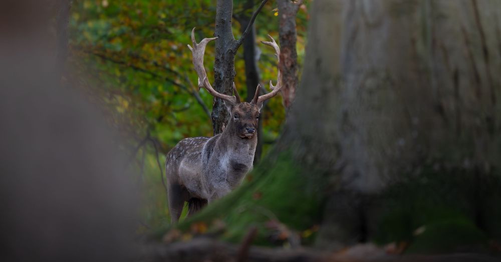 A majestic reindeer with large antlers stands among autumn trees in a forest setting.