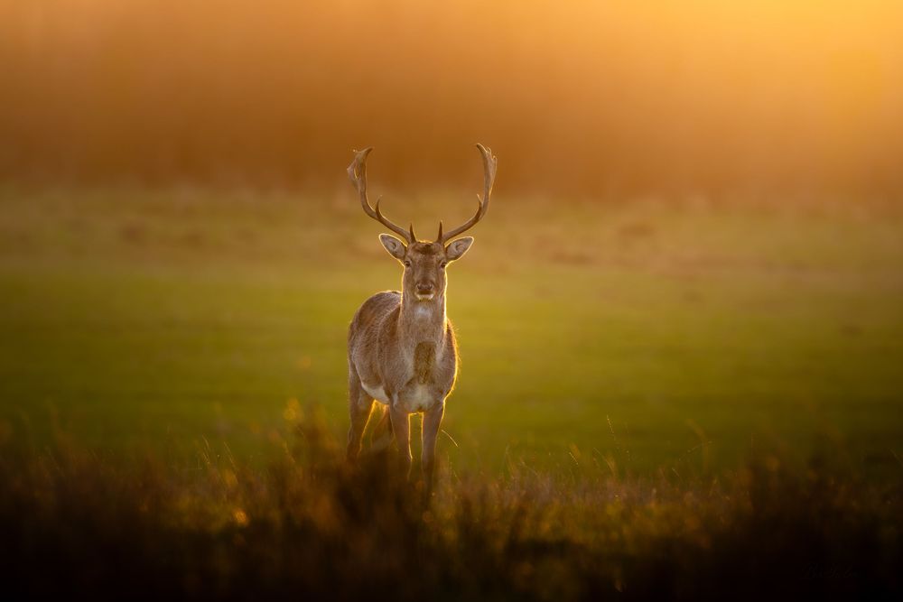 A majestic stag with large antlers stands in a green field bathed in warm golden sunset light.