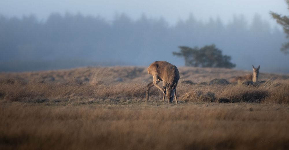 Two deer grazing in a misty golden field with fog-covered trees in the background during early morning light.