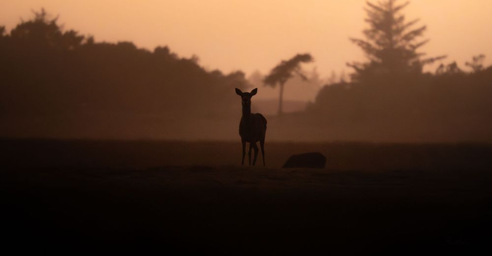 Silhouette of a deer standing in a misty field at sunset with trees in the background.