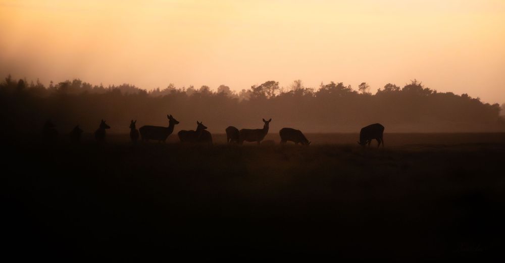 Silhouettes of deer grazing in a misty field at golden sunset with dark tree line in background.