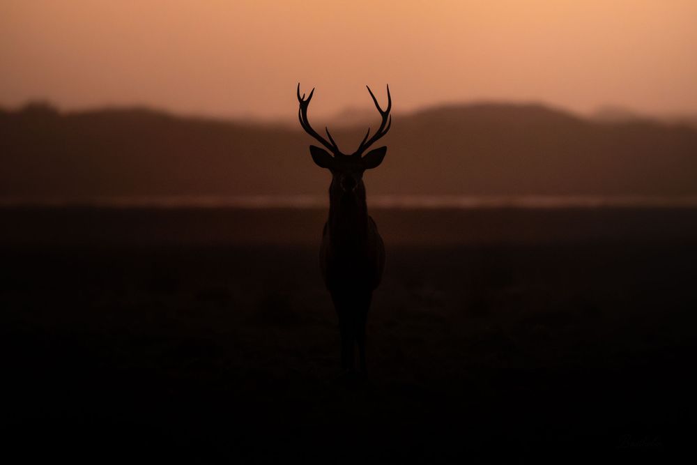 Silhouette of a majestic stag with antlers against a warm orange sunset sky over misty hills.