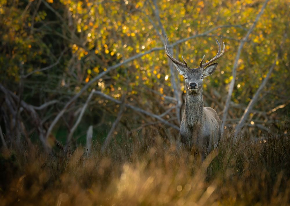 A majestic red deer stag with large antlers stands alert among golden autumn grasses and trees in a wild forest setting.
