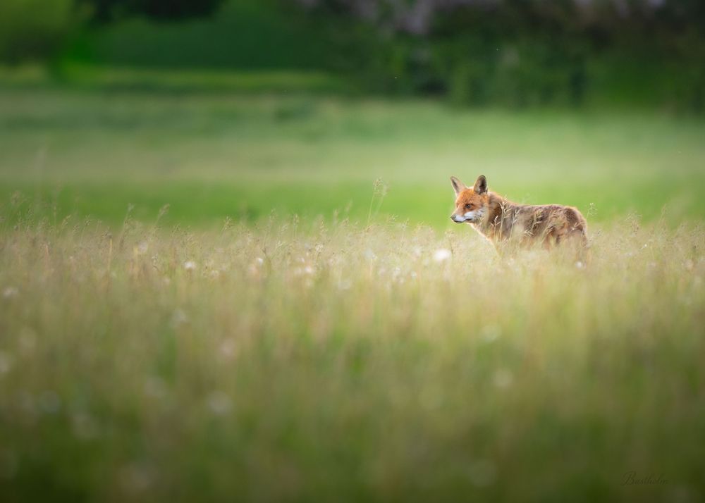 A red fox stands alert in a lush green meadow with tall golden grass, blending into the natural landscape.