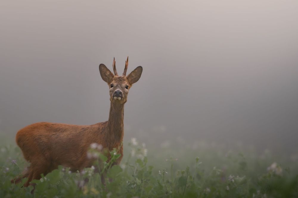 A roe deer with small antlers stands alert in a misty meadow, gazing forward amid wildflowers in soft foggy light.