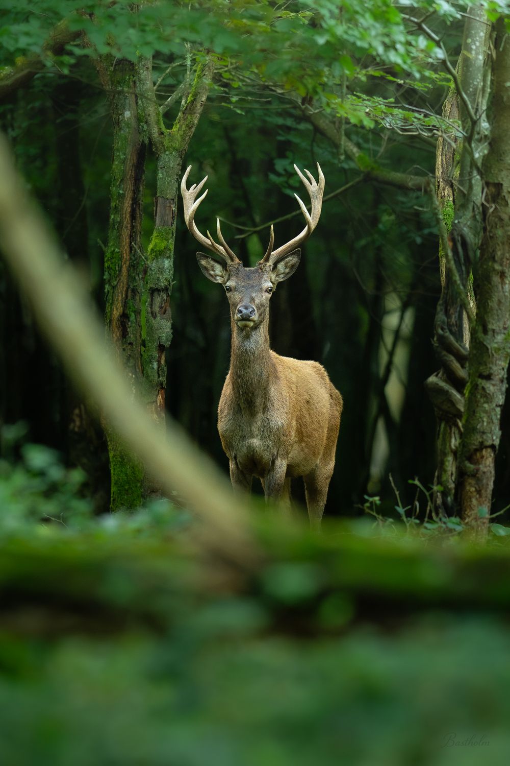A majestic red deer stag with large antlers stands alert in a lush green forest, gazing directly at the camera.