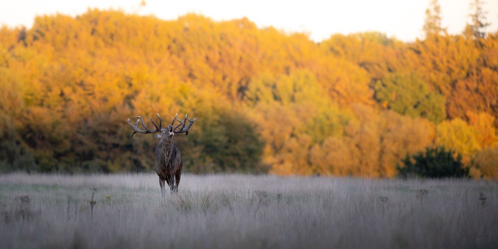 A majestic stag stands in tall grass with vibrant autumn foliage in golden hues filling the forest background.
