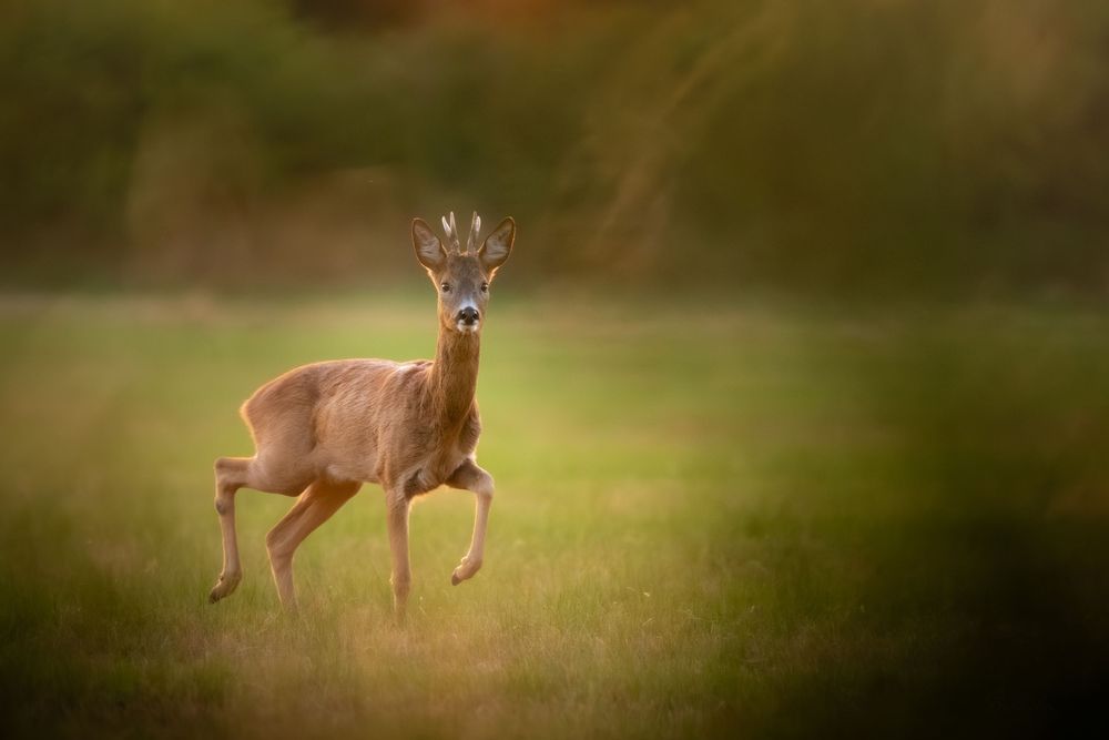 A young roe deer buck walks through a sunlit green meadow, pausing to look toward the camera.