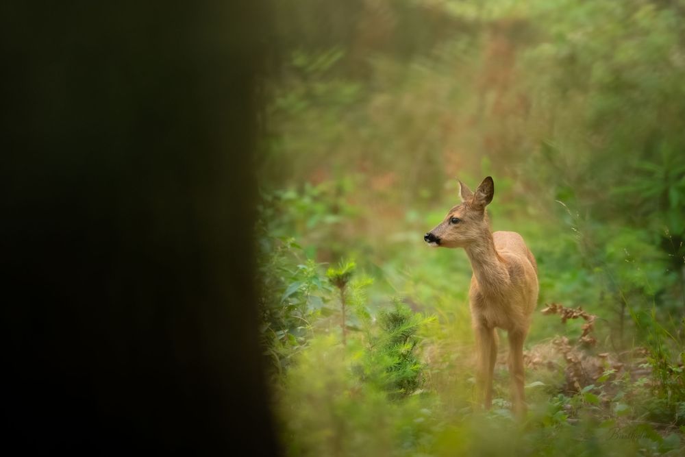 A young deer stands alert among lush green forest undergrowth, partially framed by a dark tree trunk.