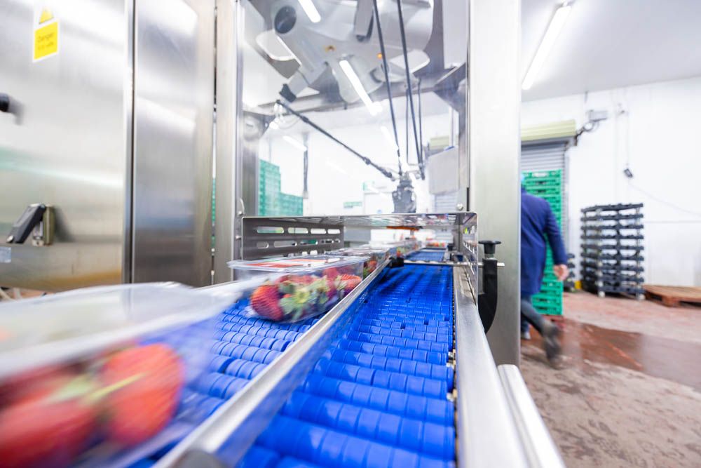 Machinery photography | Strawberries on a blue conveyor belt in a modern food processing facility with stainless steel machinery.