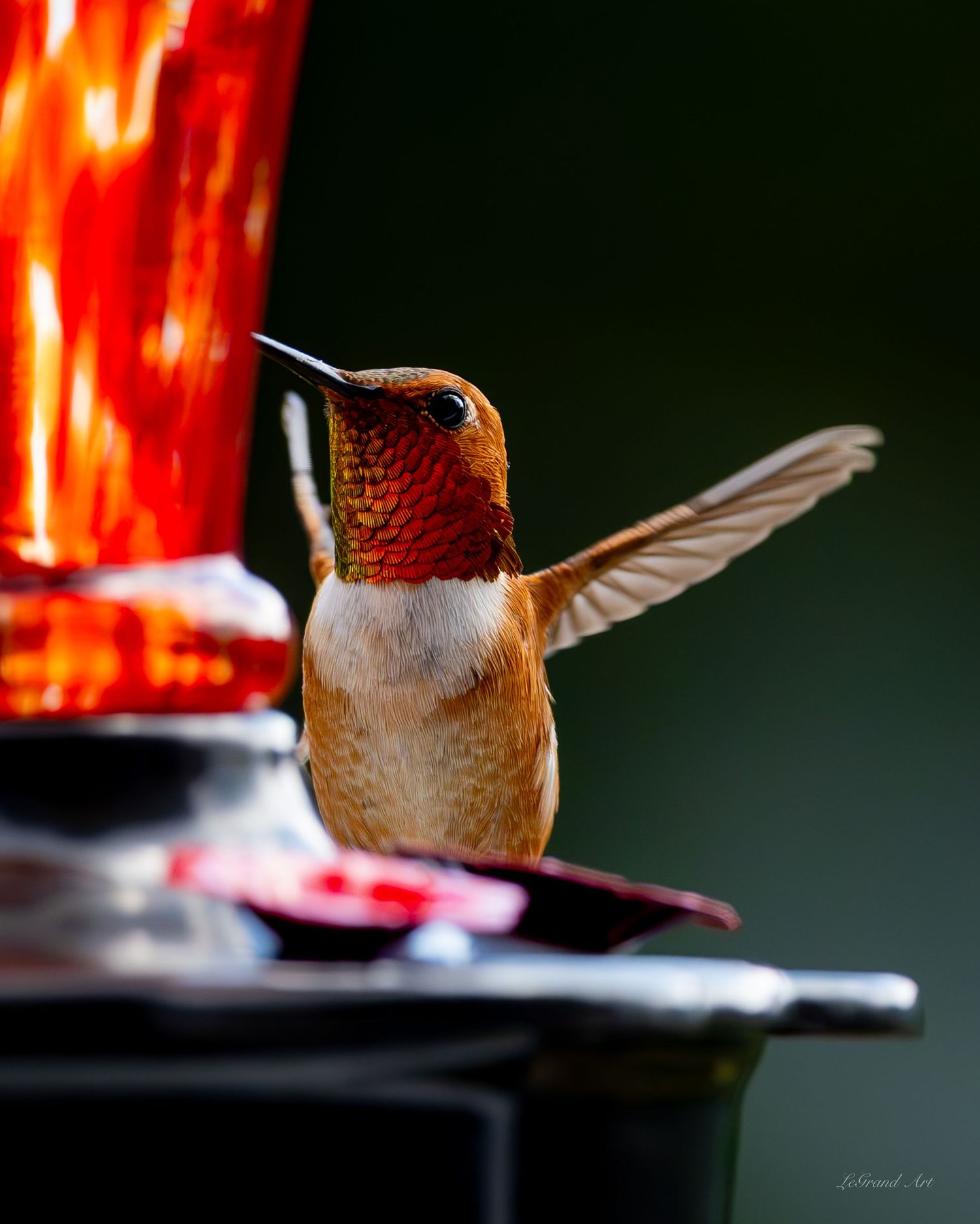 Rufous hummingbird hovering at red feeder with wings spread against dark green background.