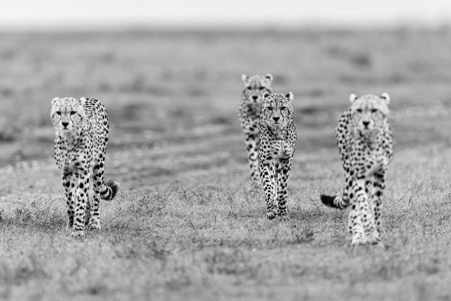 nashipae cubs