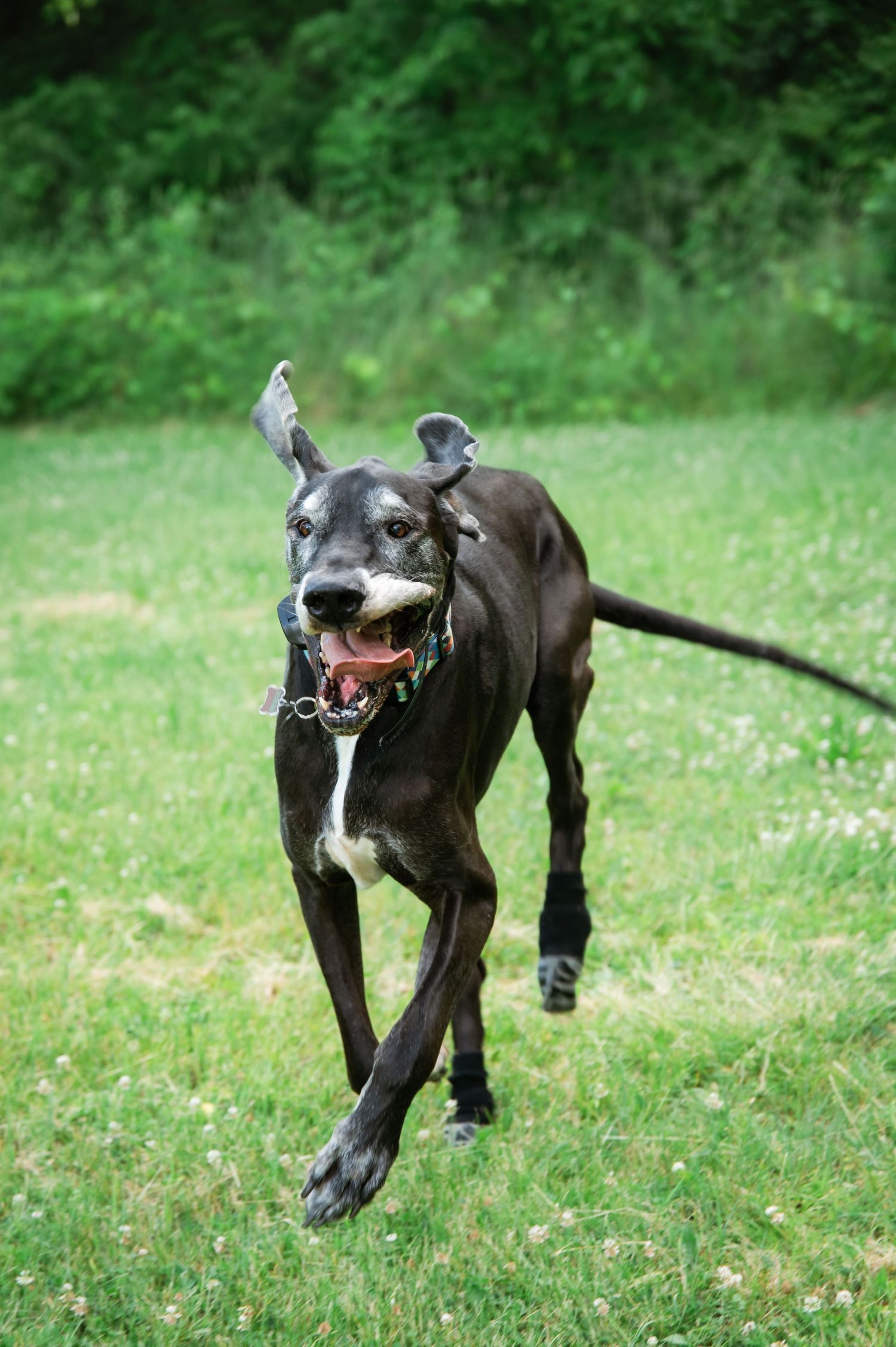 A large black Great Dane dog running across a green grass field with mouth open and ears flapping.
