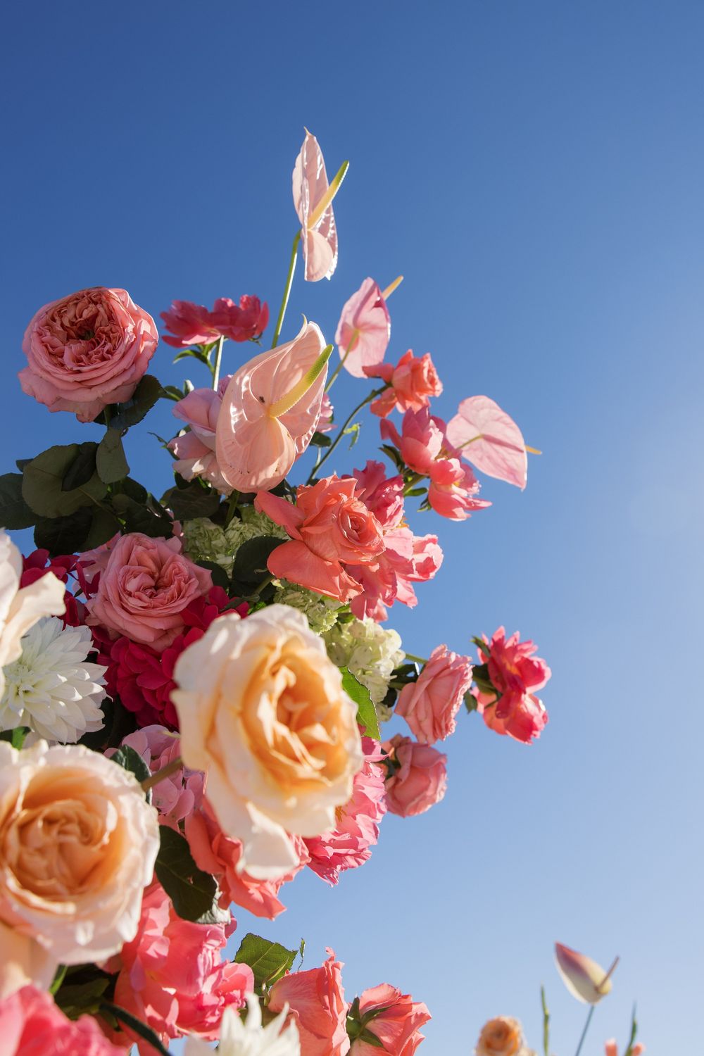 Lush arrangement of pink, coral, and peach roses against a bright blue sky.