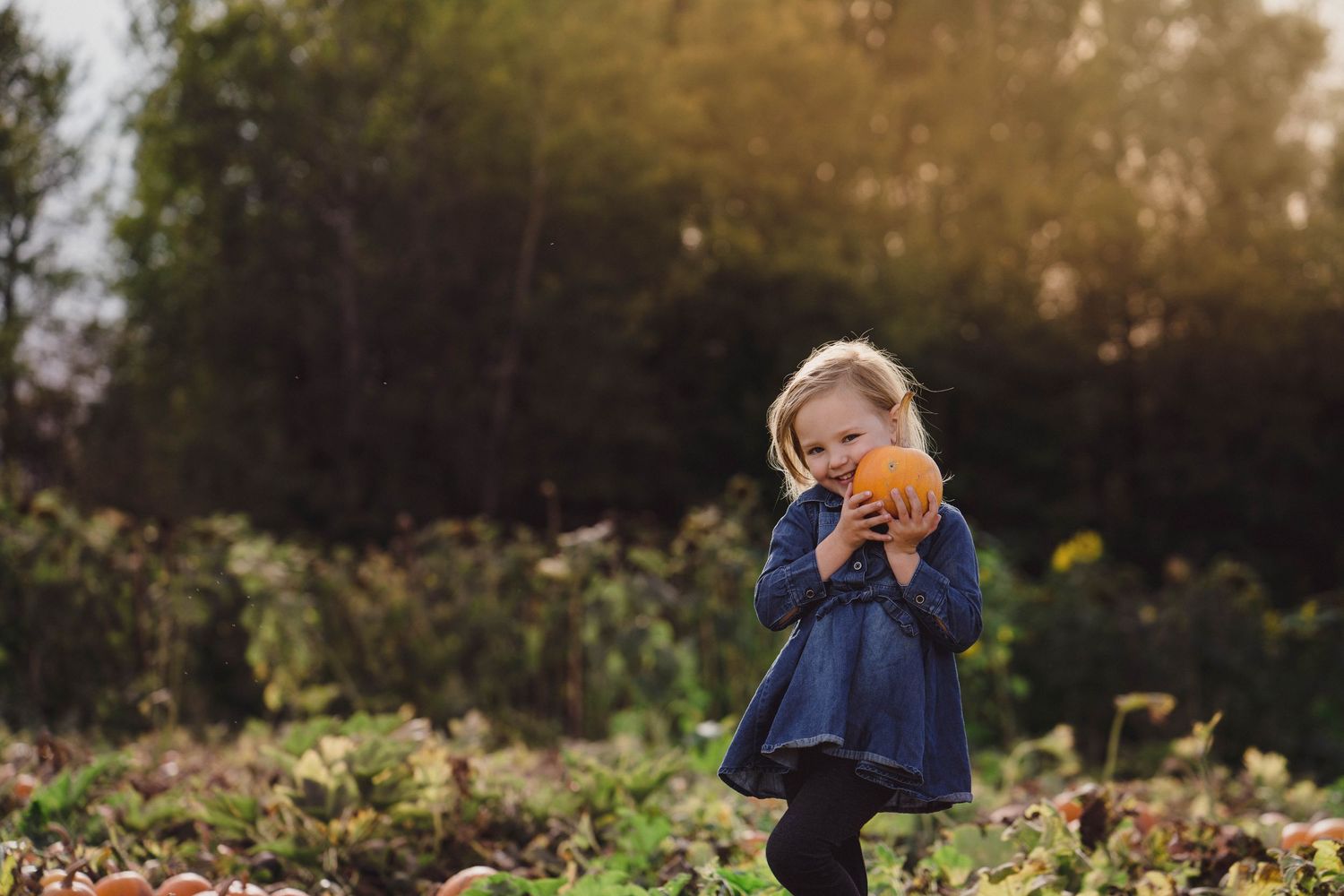 A young girl in a blue dress holds a small orange pumpkin in an autumn pumpkin patch.
