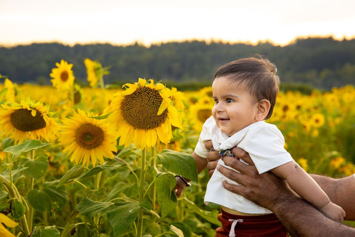 Happy baby held up in a vibrant sunflower field at golden hour, smiling joyfully outdoors.