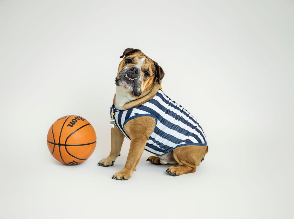 An English Bulldog wearing a blue striped jersey poses next to a Wilson NBA basketball on grey background.