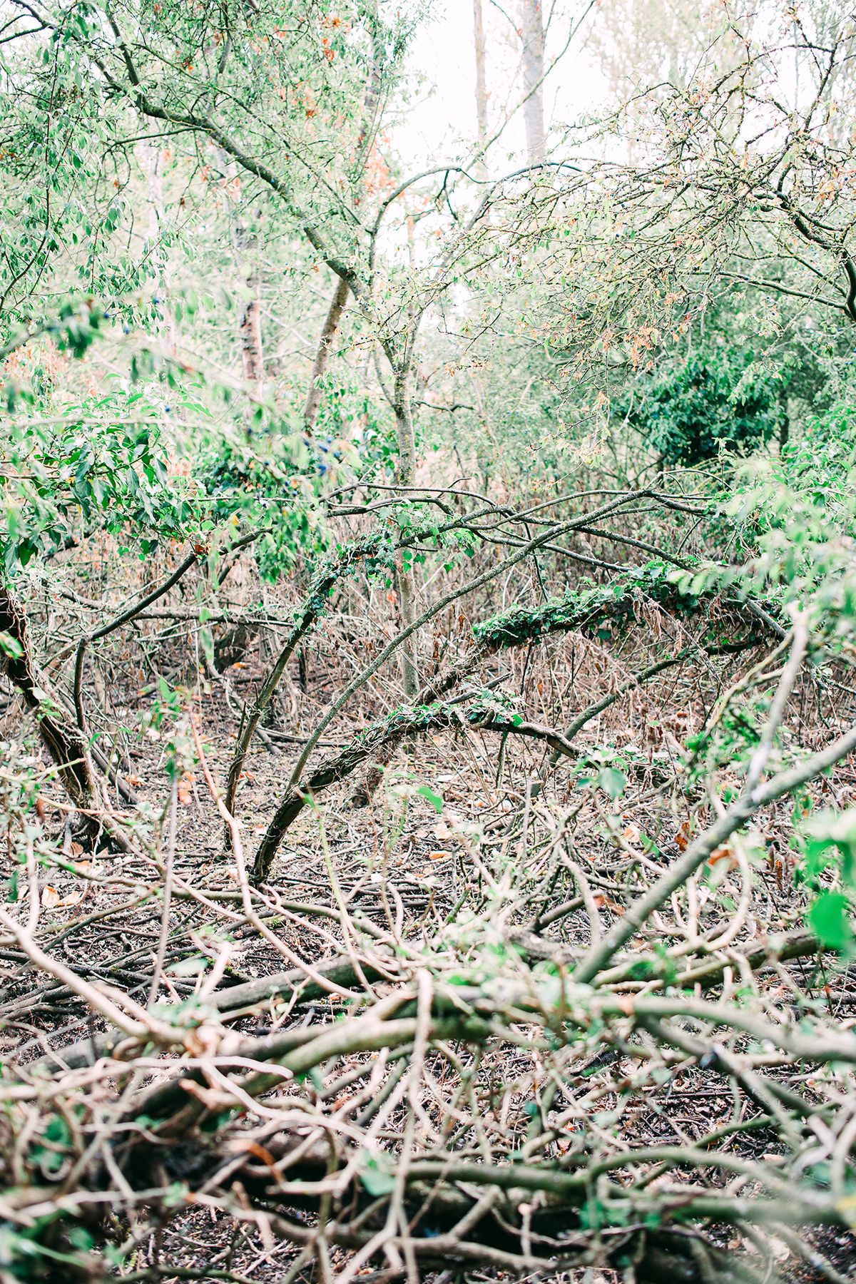 Dense woodland scene with tangled bare branches and green foliage in a wild, overgrown forest floor.
