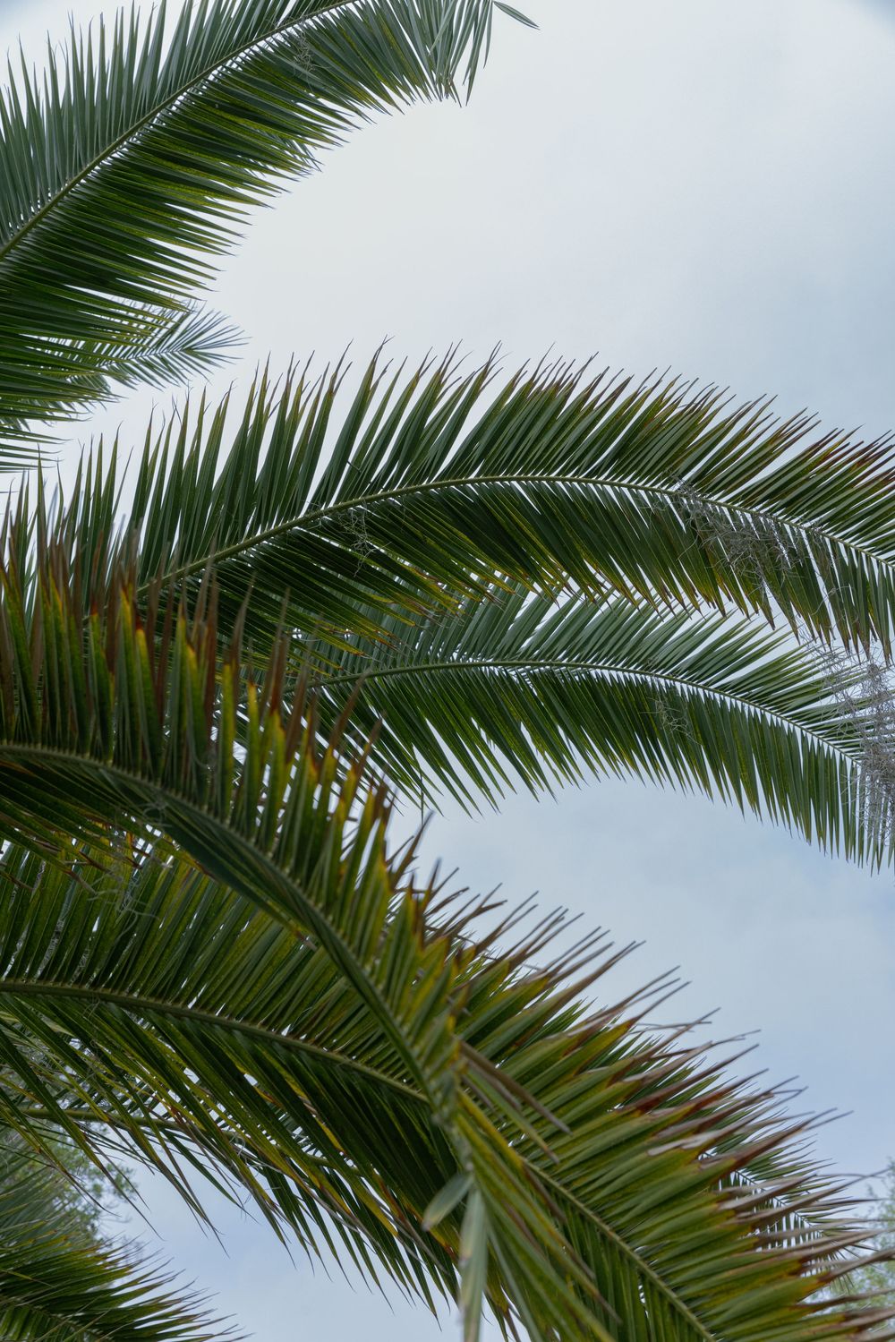 Lush green palm tree fronds spread against a soft cloudy sky in a tropical outdoor setting.