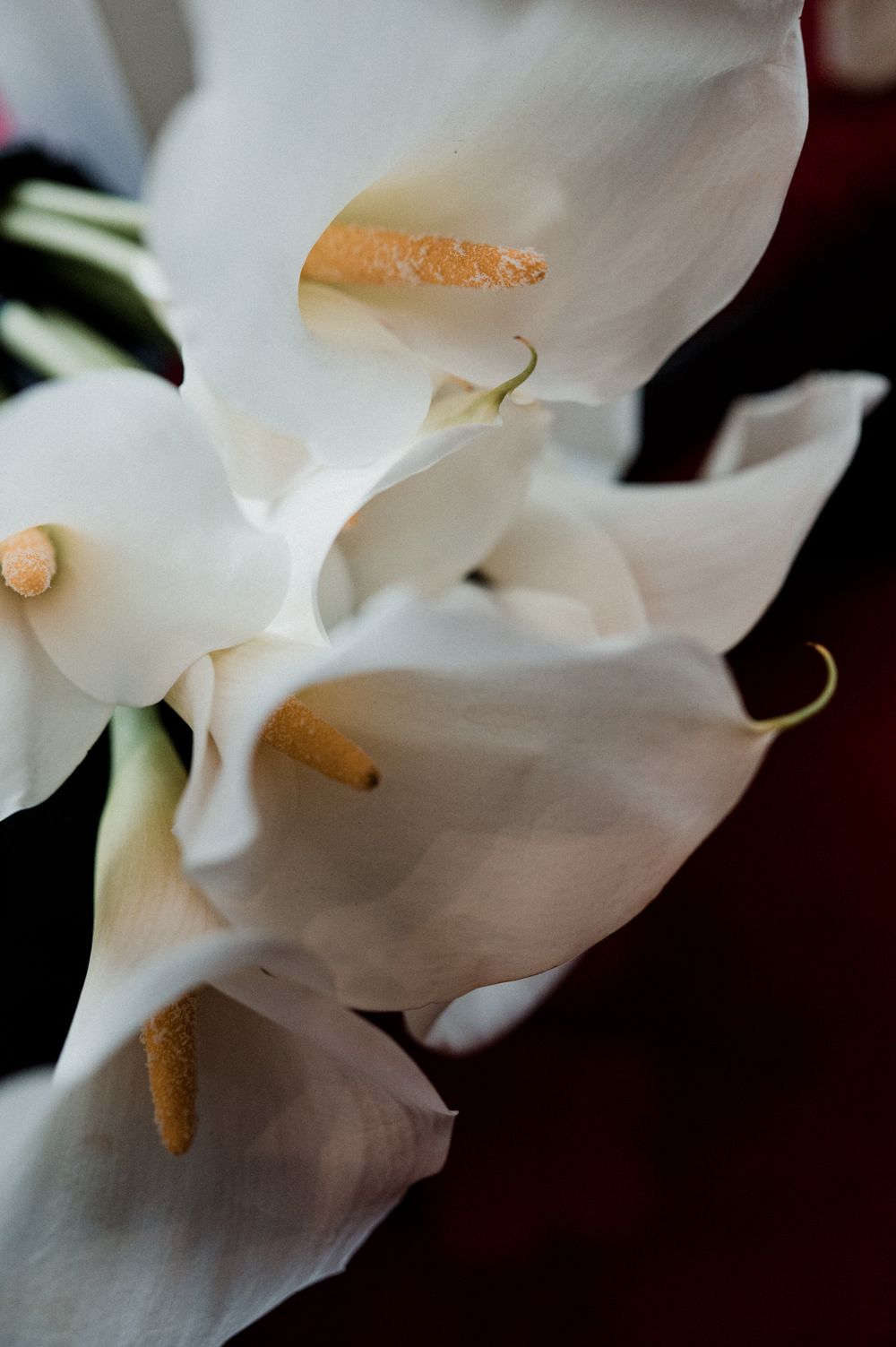 Close-up of elegant white calla lilies with golden spadix centers against a dark background.