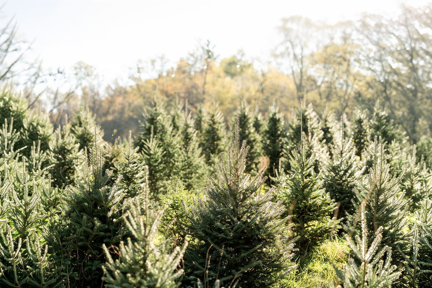 Lush green Christmas tree farm with dense evergreen trees growing in rows under a bright sky.