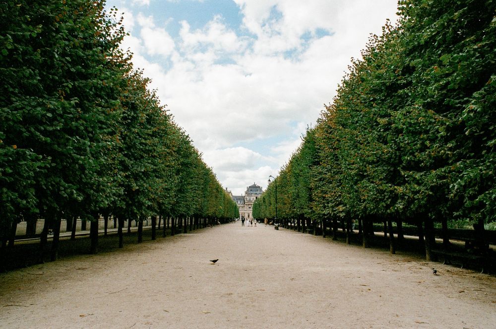 Tree-lined gravel path in Tuileries Garden, Paris, leading to a distant building under a partly cloudy sky.