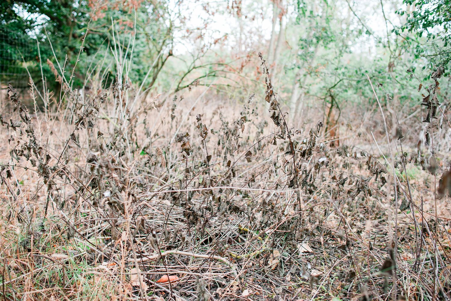 Dense overgrown dry brush and tangled dead vegetation in a wild woodland area during autumn season.  Toll of UK Drought.