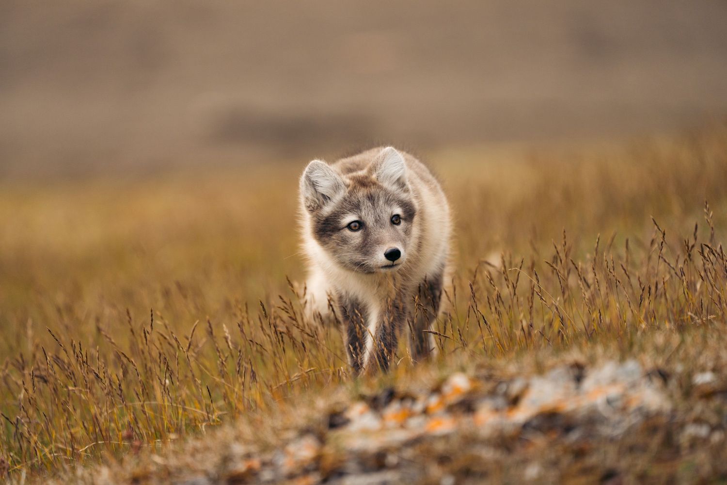 Renard arctique émergeant de face des graminées dorées de Gnålloden