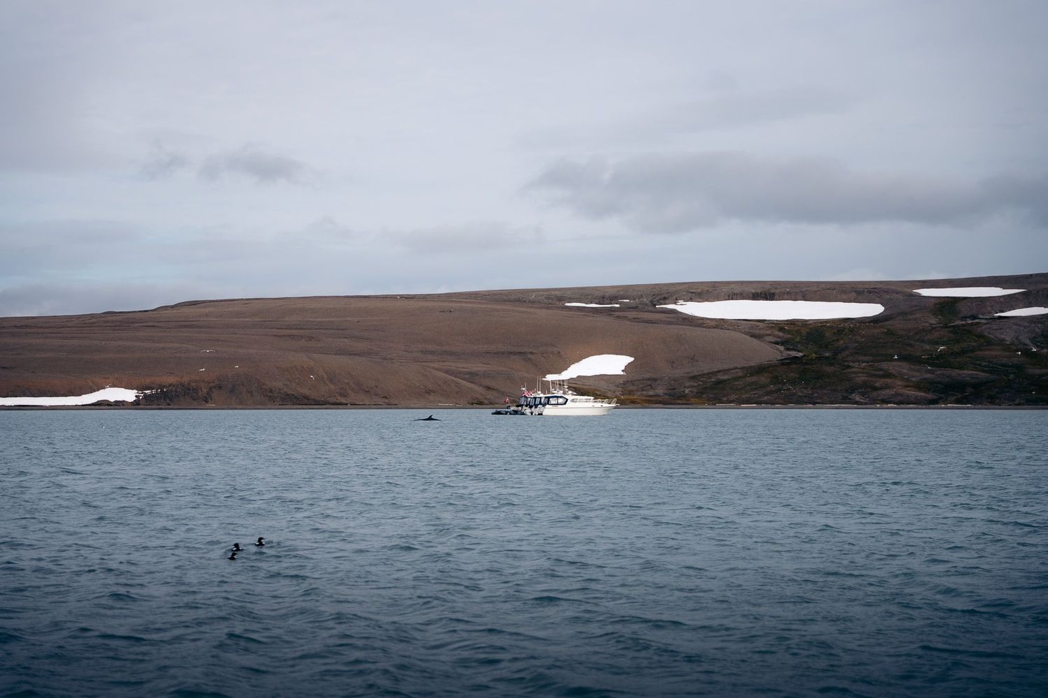 rorqual commun avec sa nageoire dorsale dans un fjord du svalbard avec 3 guillemots à miroir au premier plan