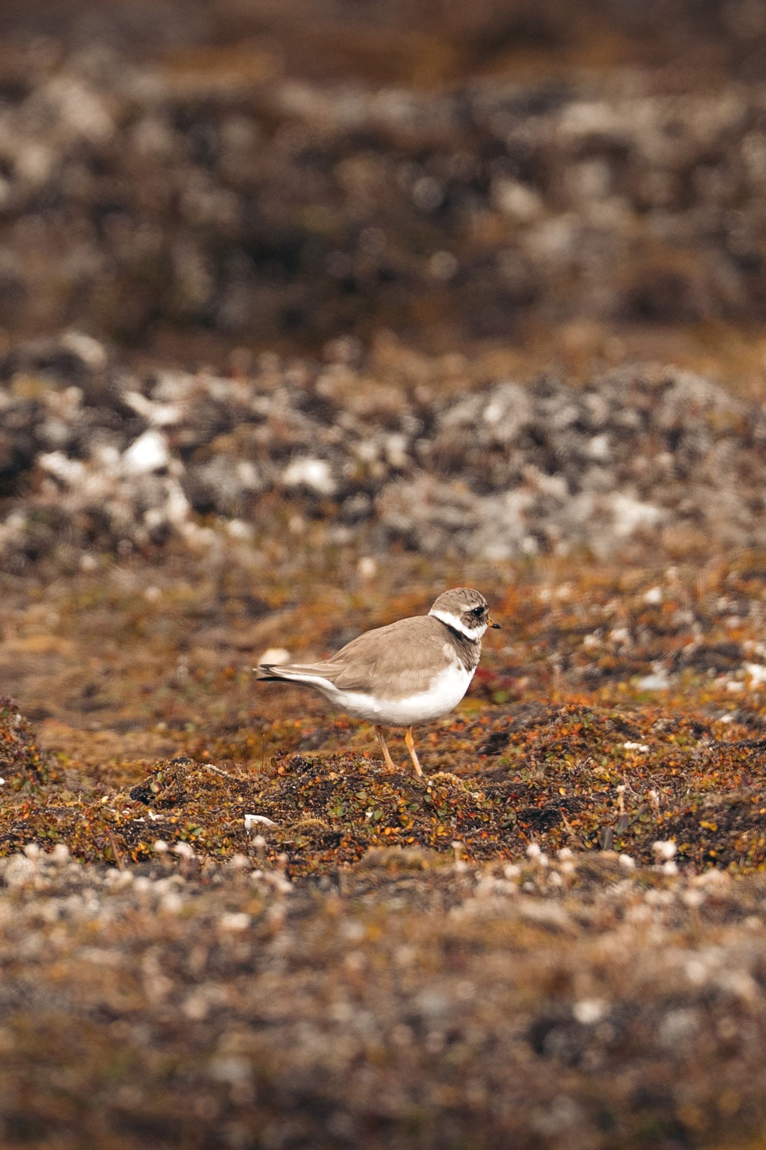 grand gravelot du svalbard marchant dans la toundra