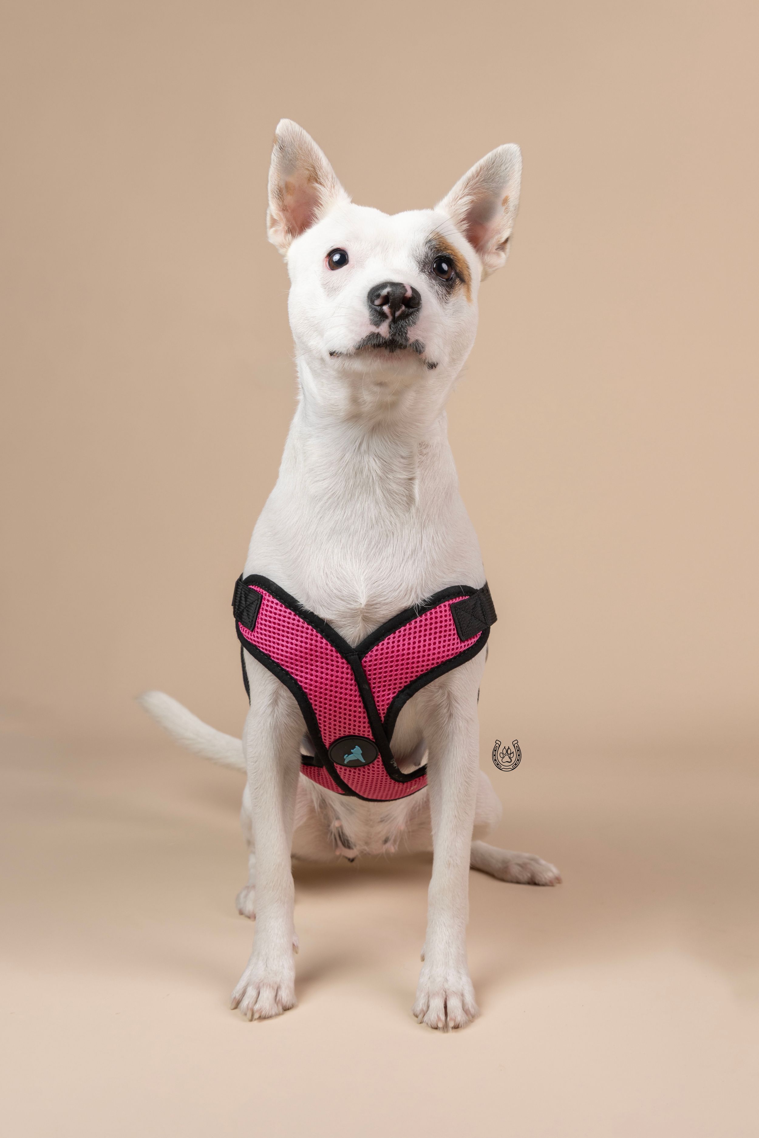 White dog sitting upright wearing a pink mesh harness against a beige studio background.