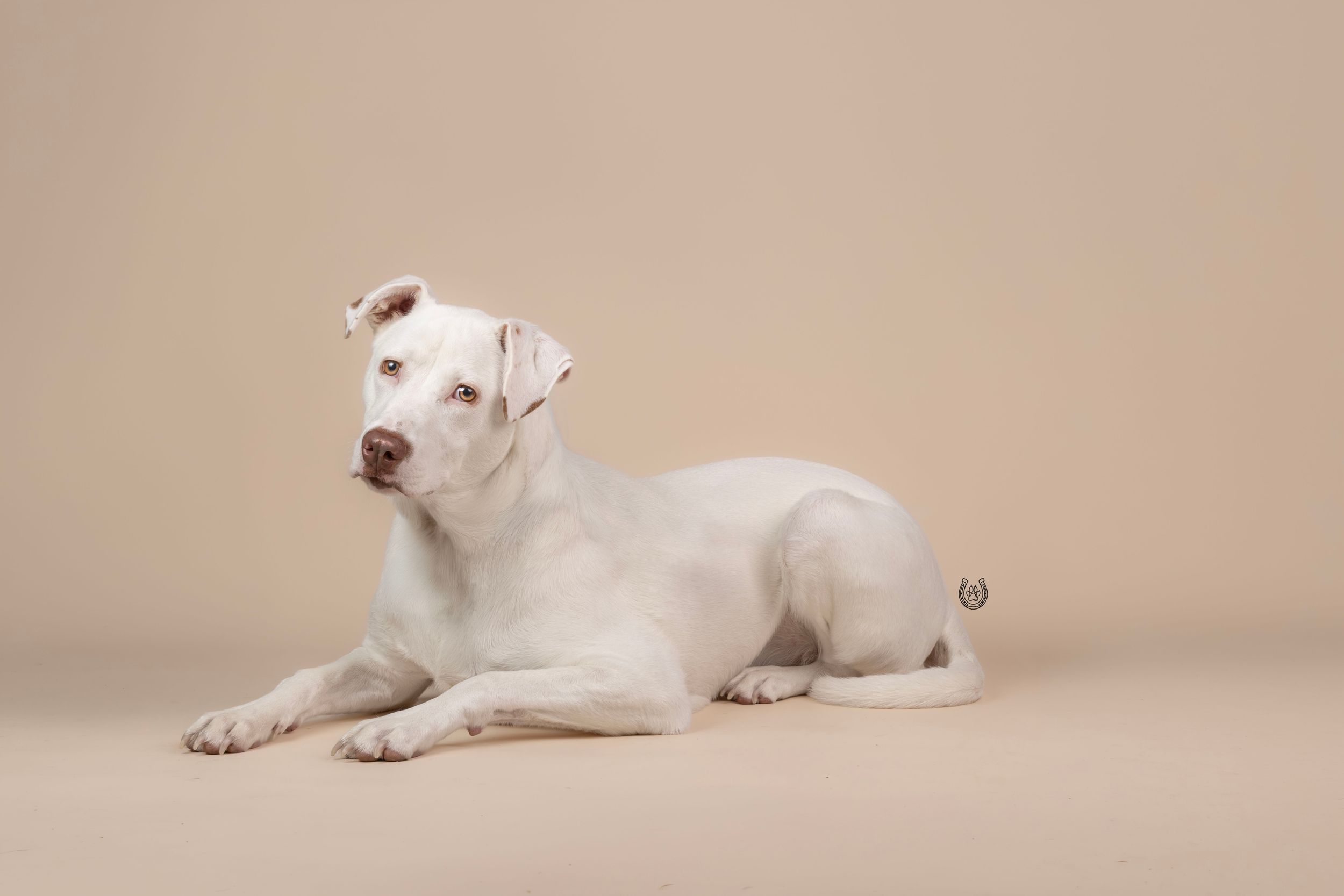 White dog lying on beige background in studio portrait photography.