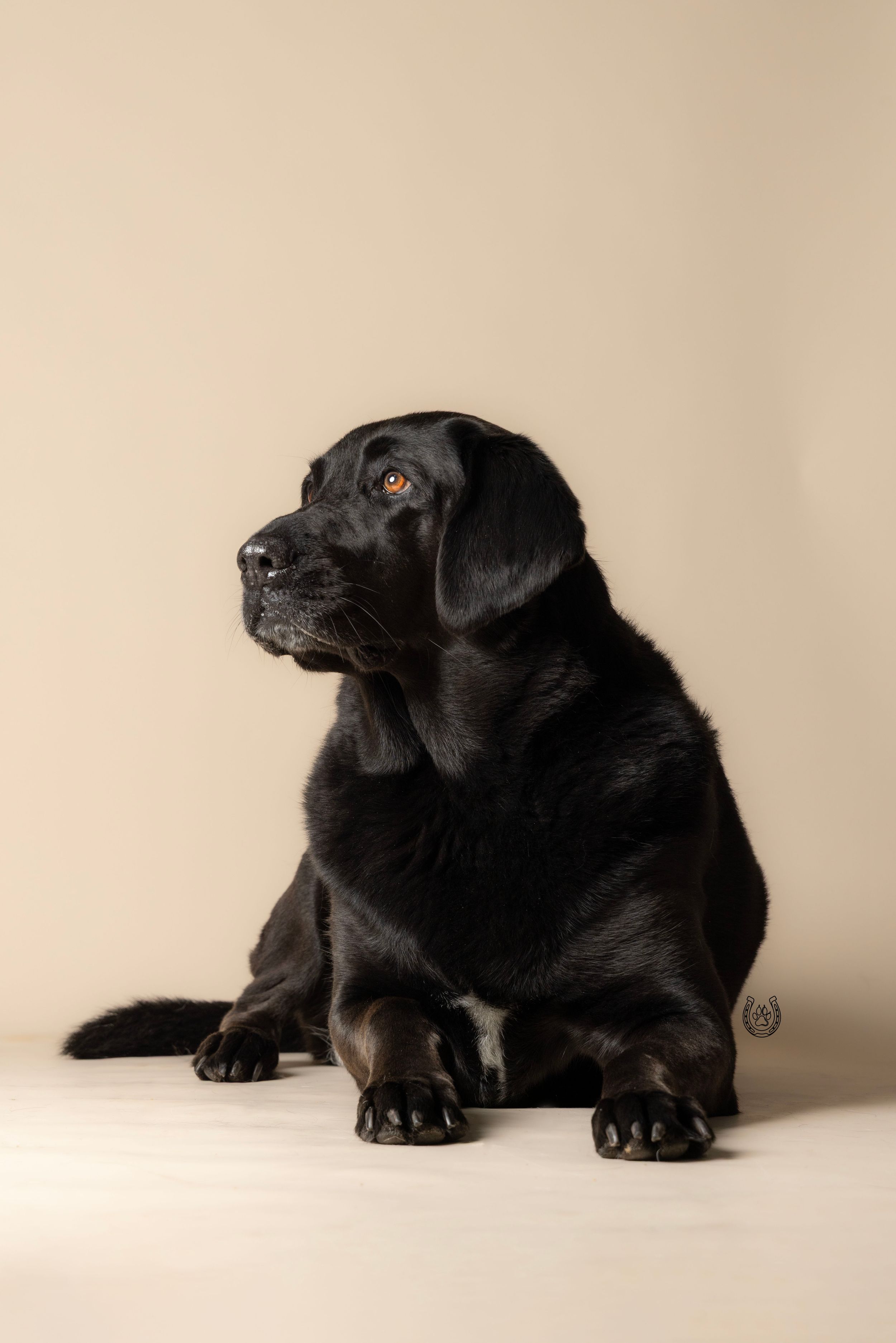 Black Labrador Retriever dog sitting attentively on a light wooden floor against a beige studio background.