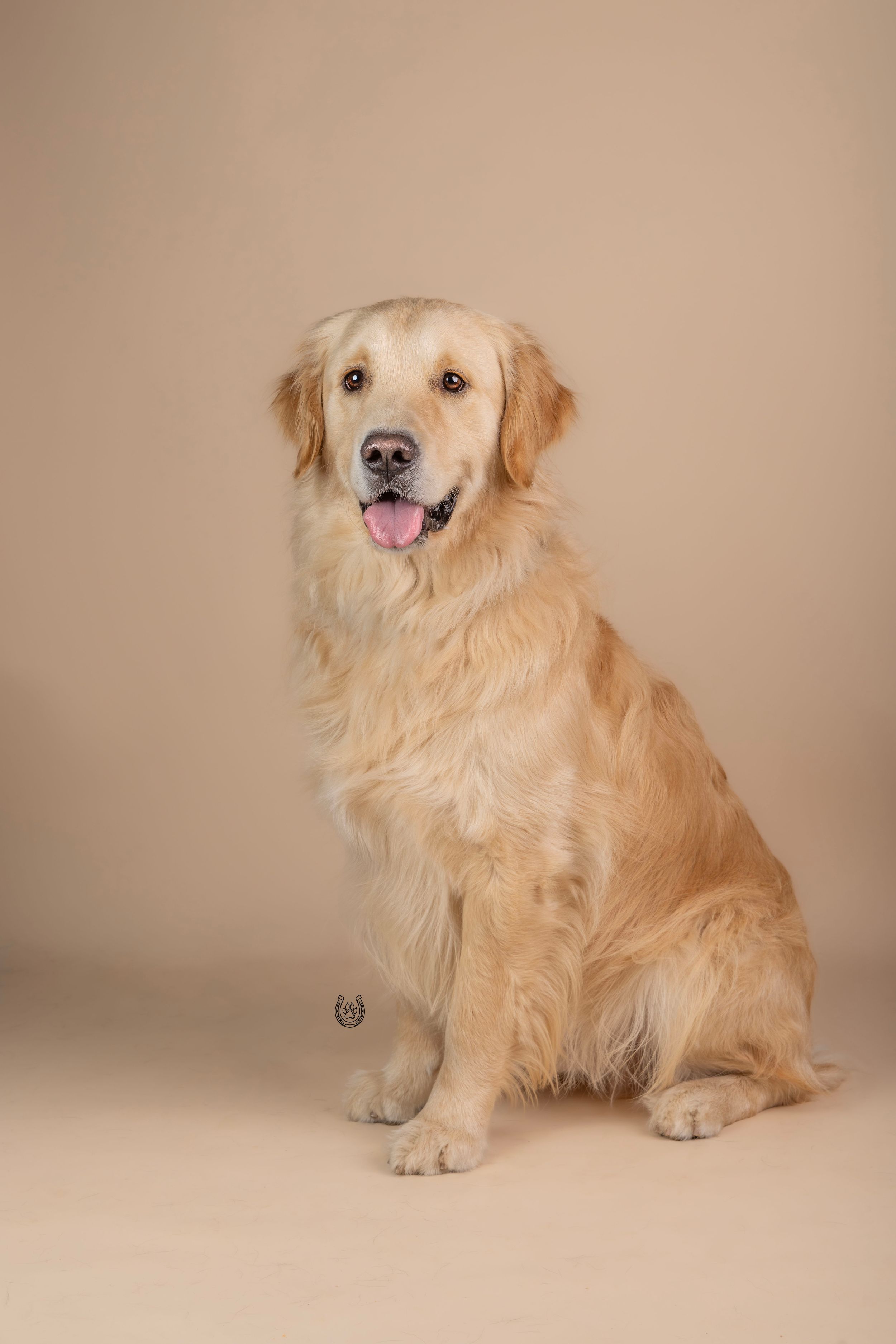 Golden Retriever dog sitting upright against a beige background with tongue out, looking directly at the camera.