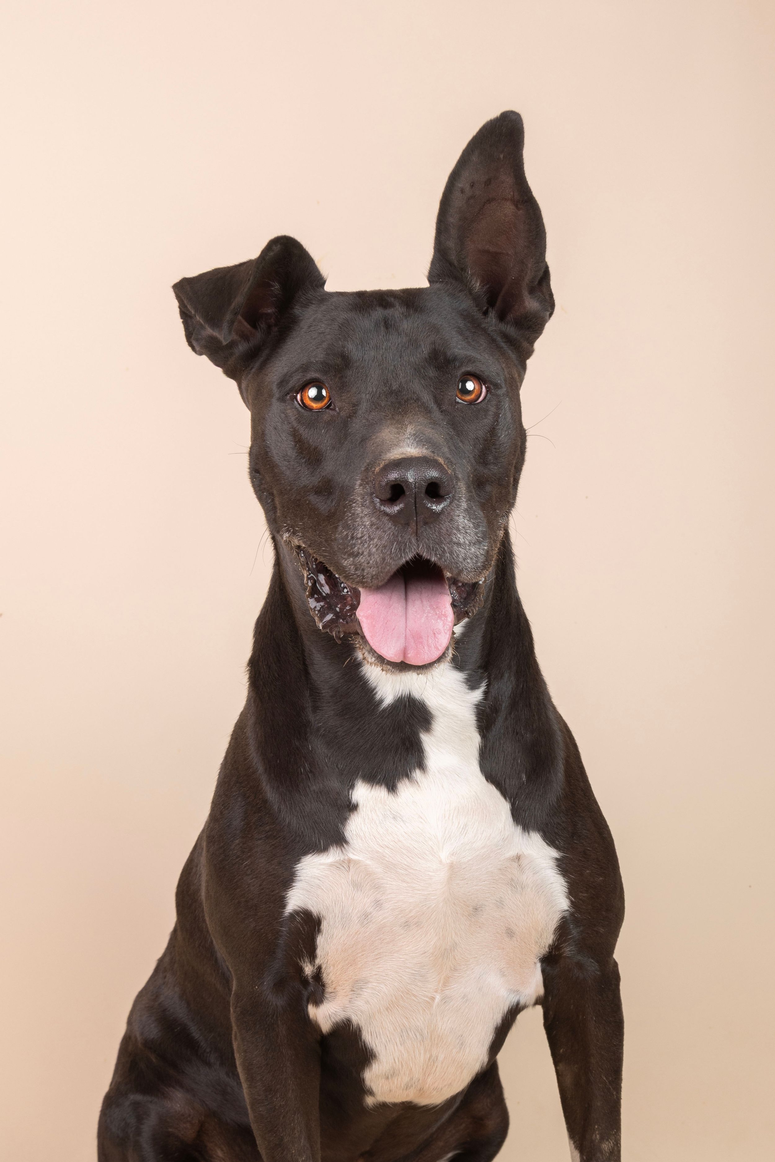 Black and white Pit Bull dog with tongue out sitting against a beige background, looking alert and happy.