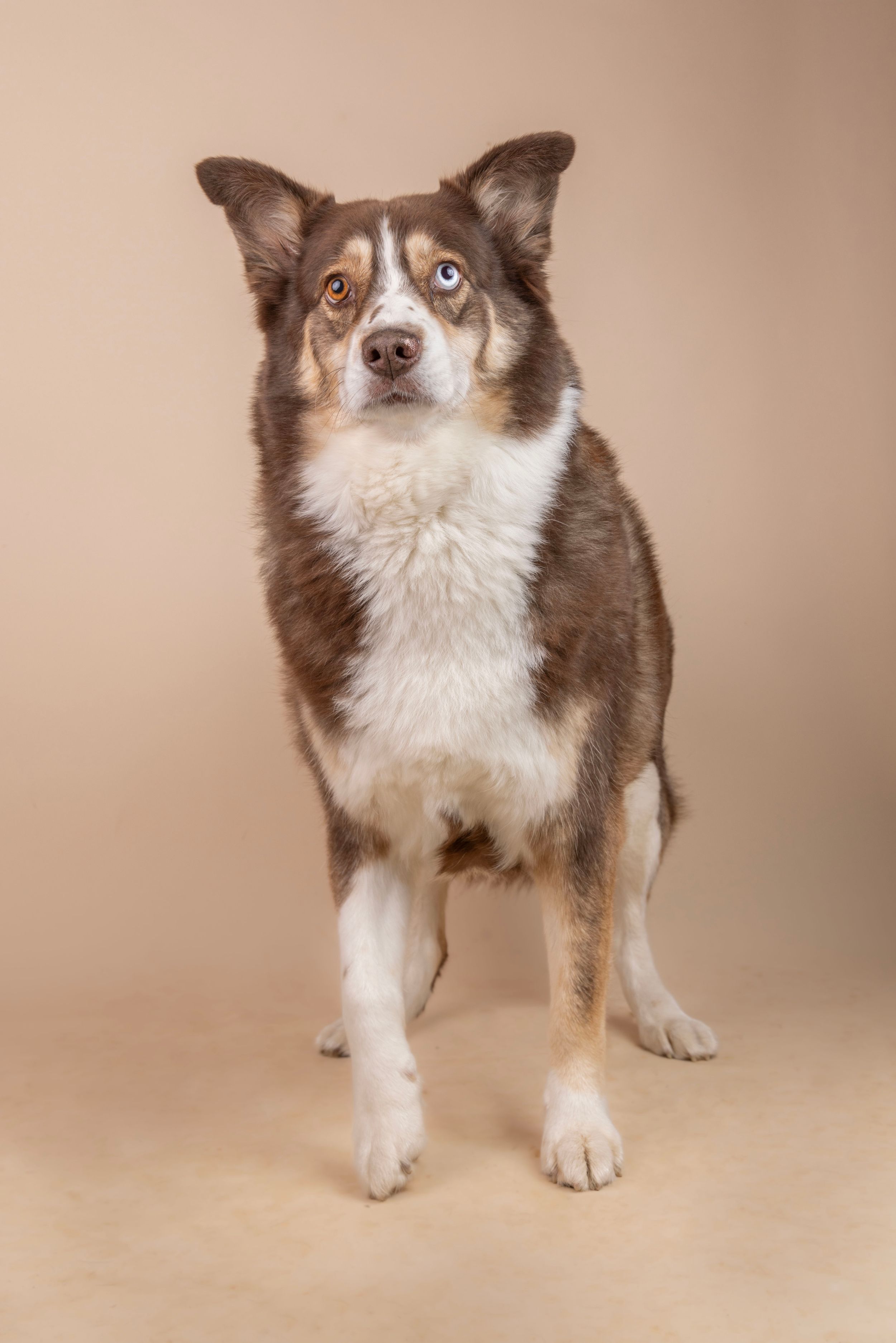 Brown and white Australian Shepherd dog with heterochromia eyes standing against a beige background.
