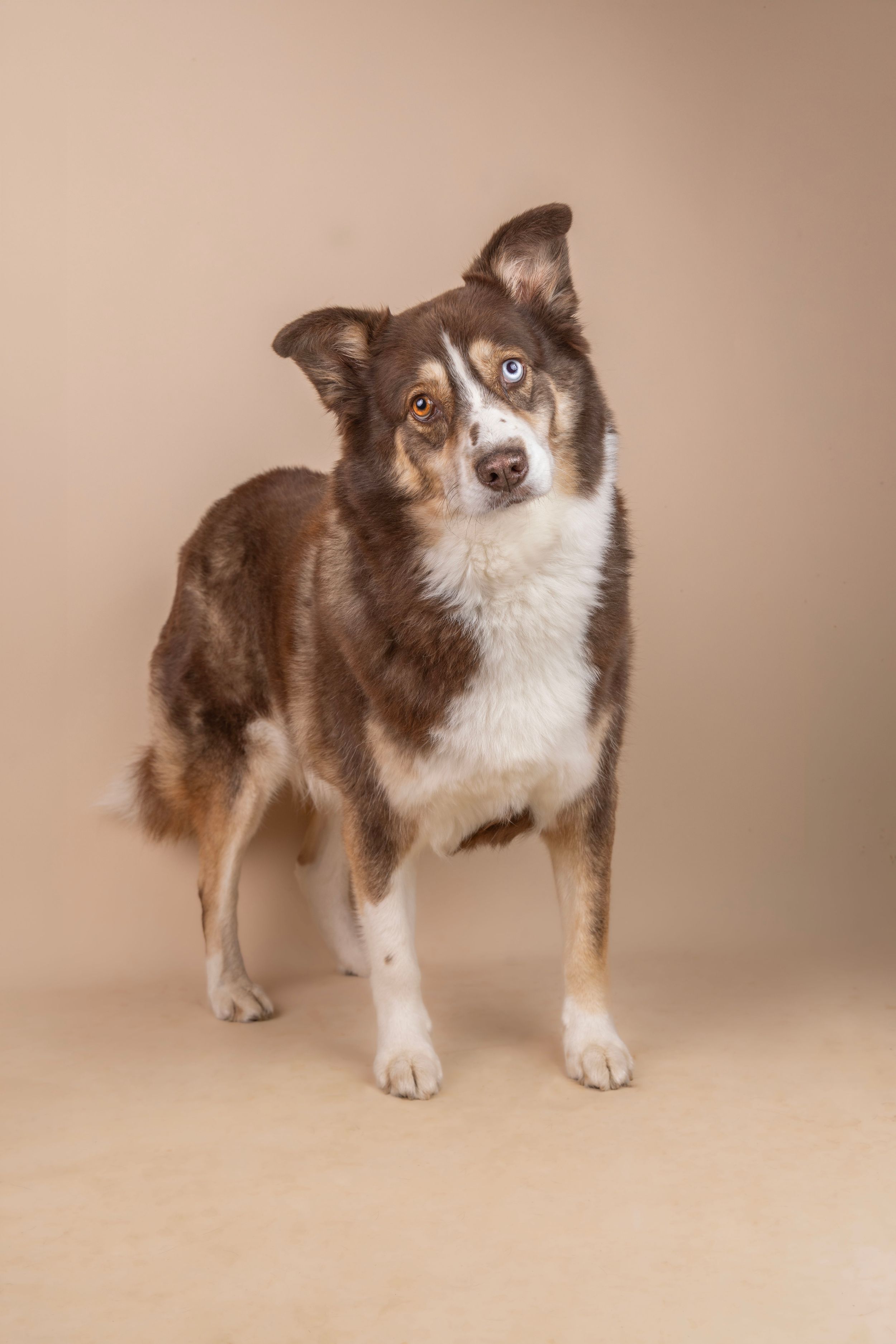 A striking Australian Shepherd dog with heterochromia eyes stands alert against a neutral beige studio background.