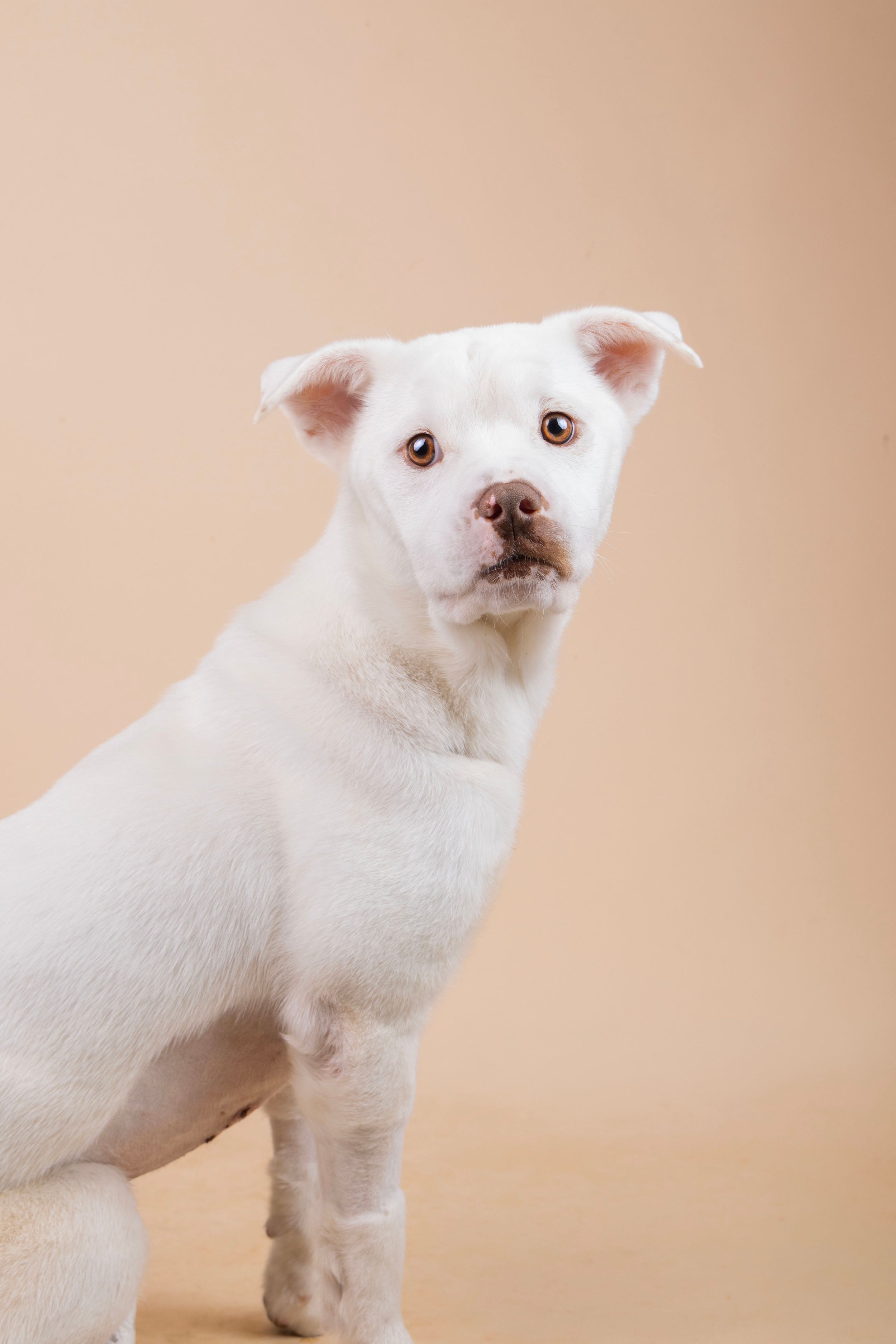 A white puppy with brown eyes sits alertly against a beige background in a studio portrait photo.