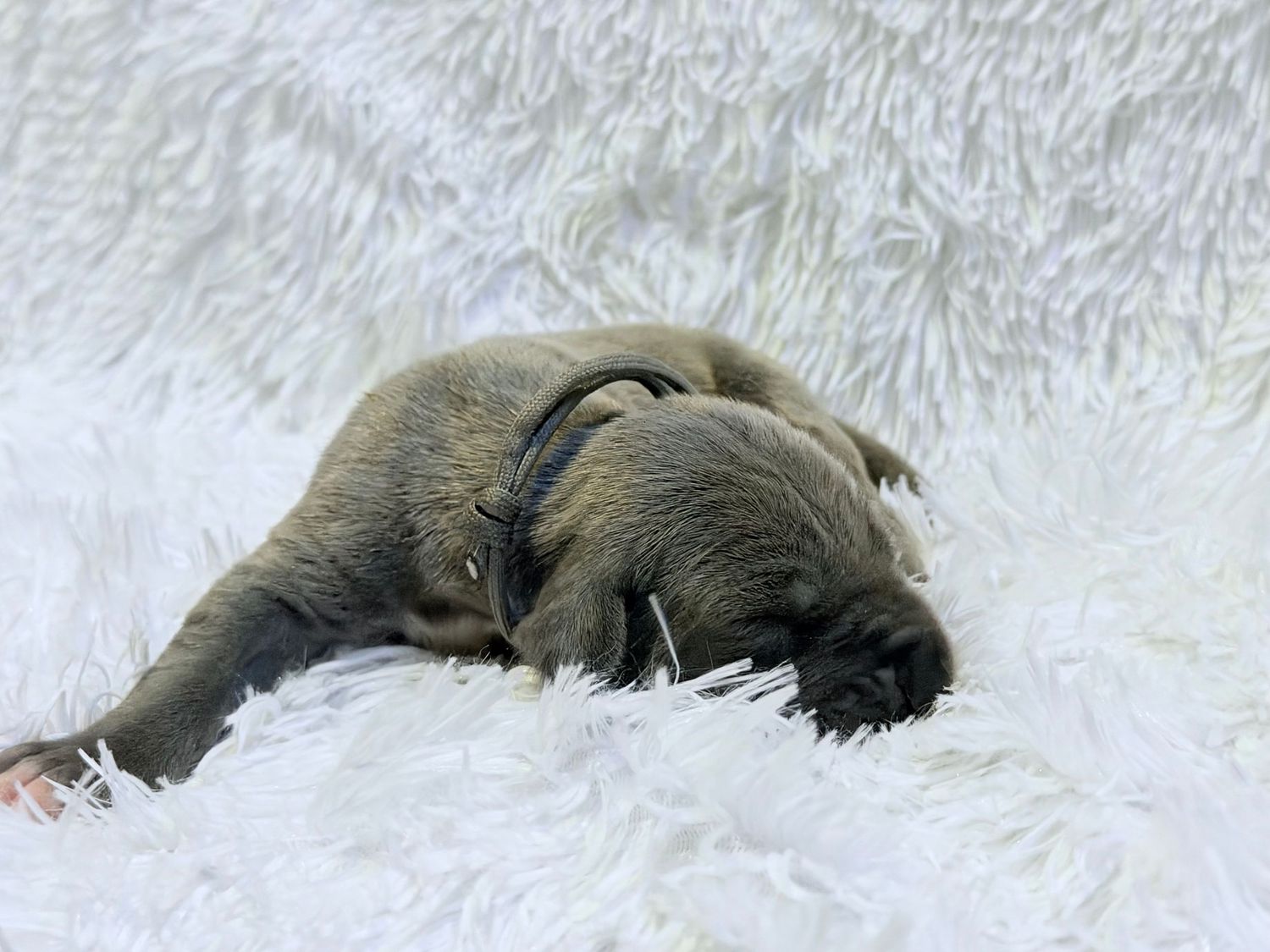 Tiny newborn puppy sleeping peacefully on a fluffy white blanket, curled up with eyes closed.