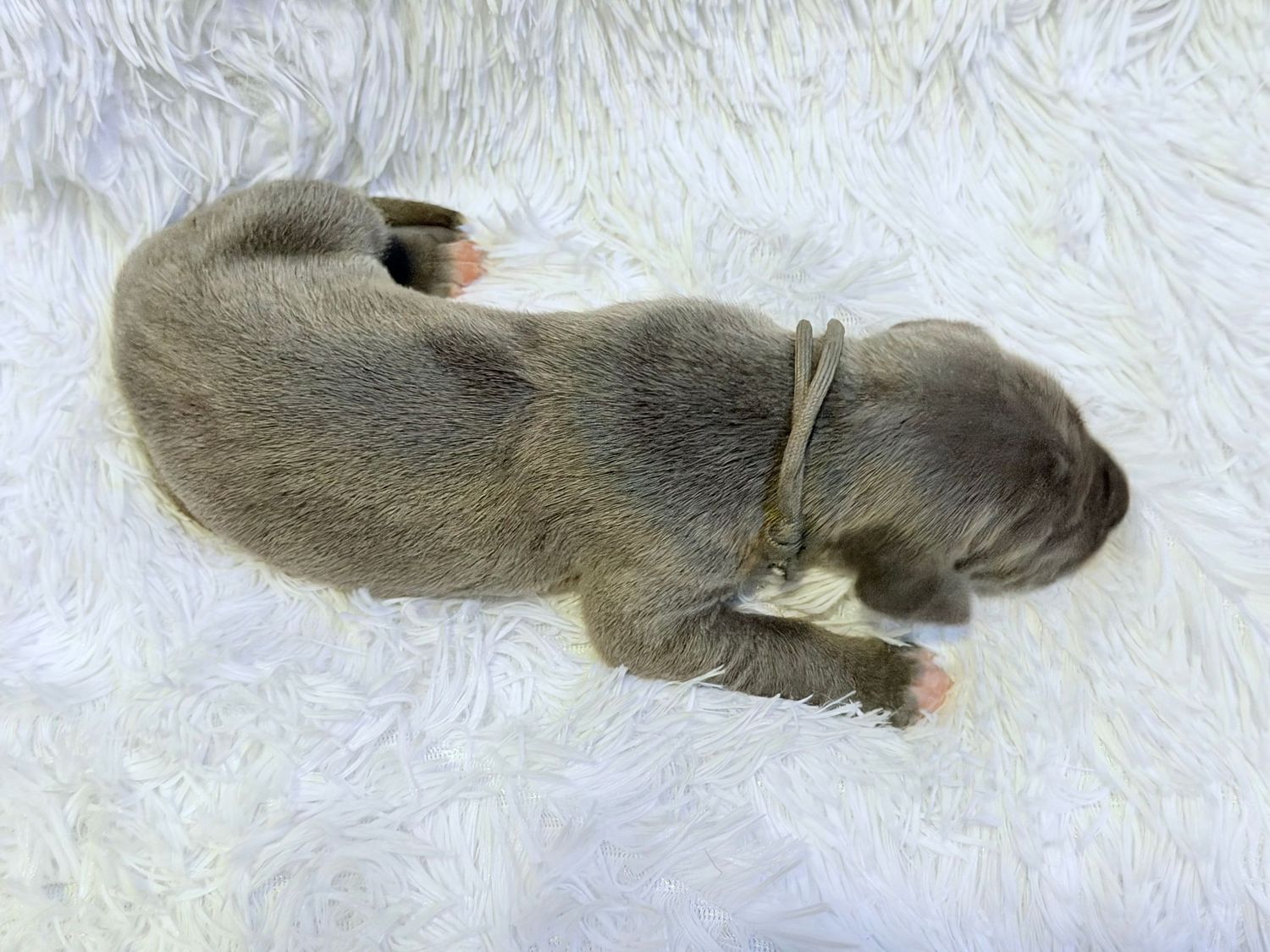 Newborn gray puppy sleeping curled up on a white fluffy blanket, tiny and peaceful.