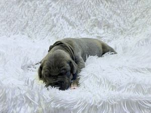 A tiny newborn gray puppy sleeping peacefully on a soft white fluffy blanket.