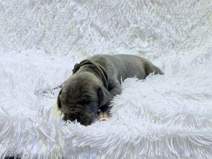 A tiny newborn puppy with gray fur sleeping peacefully on a soft white fluffy blanket.