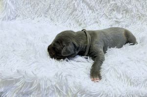 Tiny newborn gray puppy sleeping on a fluffy white blanket wearing a small collar.