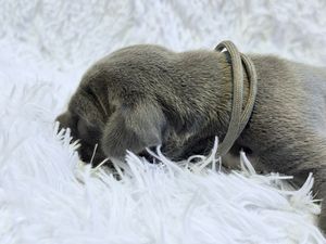 A tiny newborn gray puppy sleeping on a white fluffy blanket wearing a small braided collar.