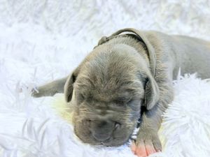 Newborn gray puppy sleeping peacefully on a fluffy white blanket, wearing a small collar.